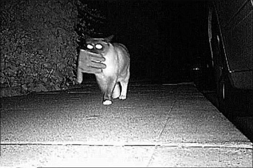 ببینید | اولین تصاویر از گربه سارق در حین جرم؛ دزدی وسایل از ساکنین محل در شب!