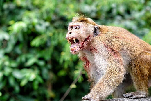 آیا واقعا میمون‌های انتقام‌جوی هندی ۲۰۰ توله‌سگ را کشته‌اند؟