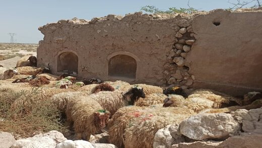 ازسرگیری صادرات دام تا ۲ هفته آینده/ دام ایران به ۲ برابر قیمت جهانی فروش می‌رود