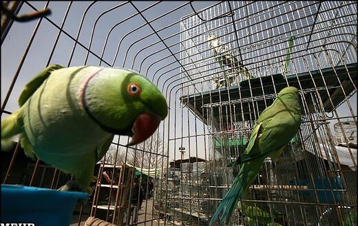کلاهبرداری ۵۰۰ میلیونی با وعده فروش پرنده زینتی