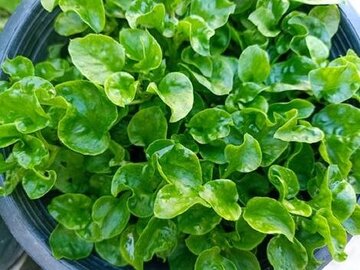 ۸ ویژگی آب تره که نمی دانستید جزئیات